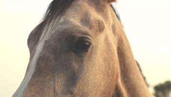 Blind Horse and Wind Farm