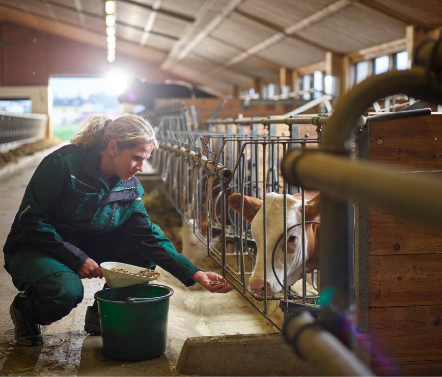 A worker hand-feeds a cow