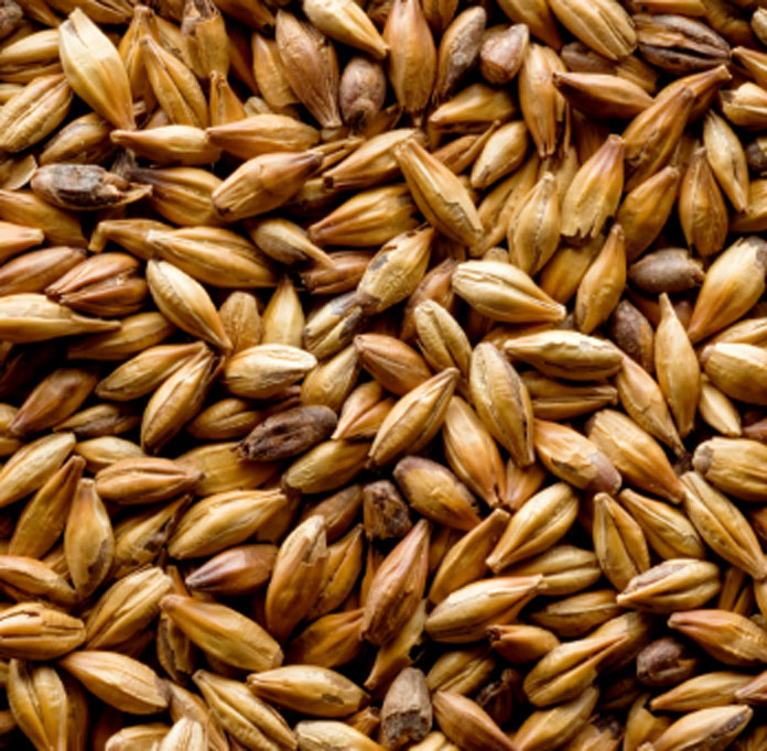 Barley Malt