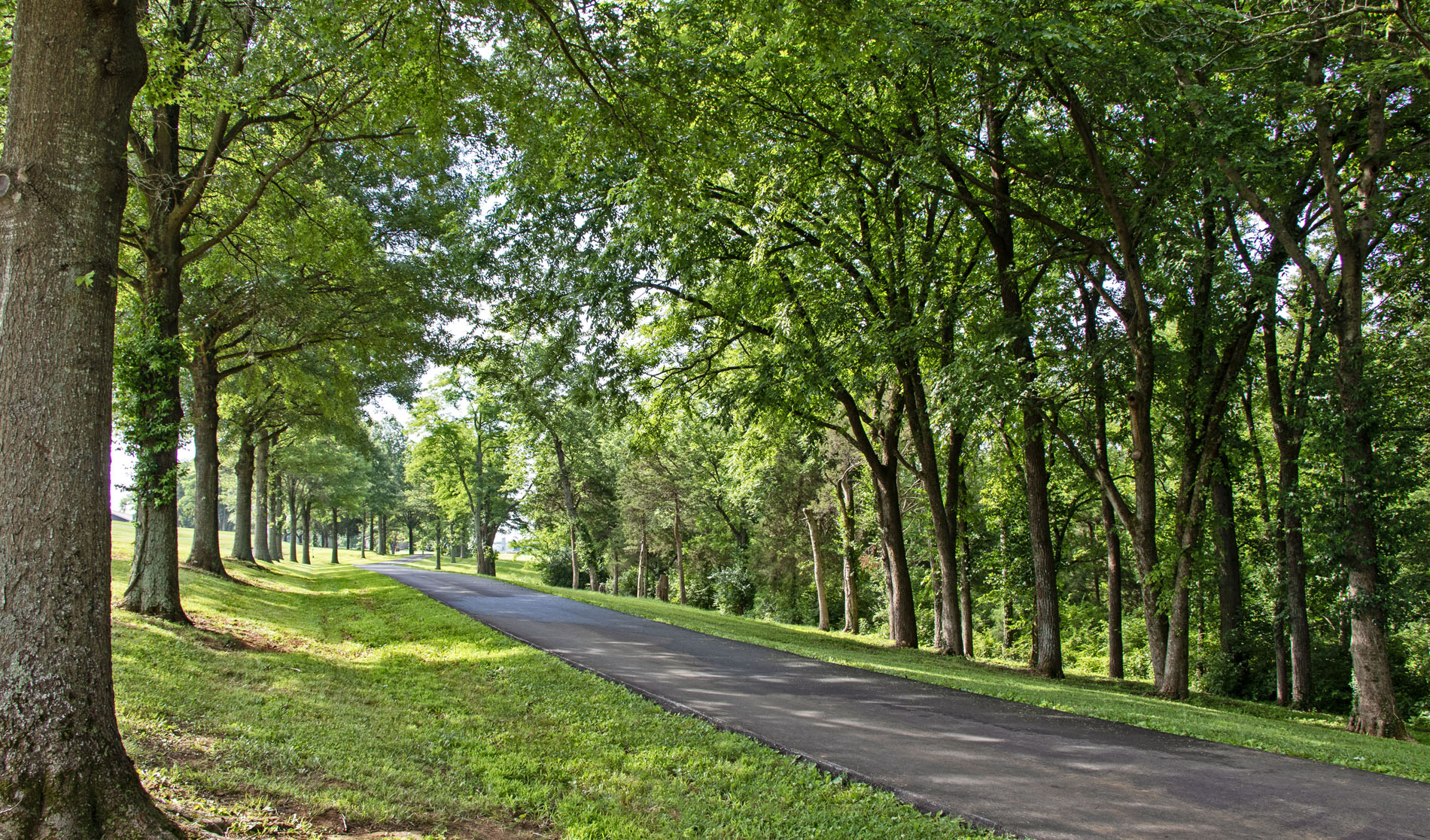 The beautiful tree-lined road leading to Lux Row Distillery